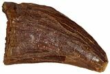 Juvenile Carcharodontosaurus Tooth - Morocco #326830-1